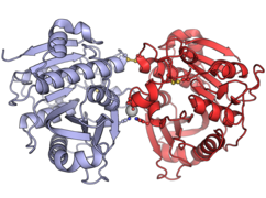 Chlorophyllase PDB: 8FJD​