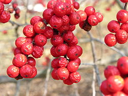 Kesäorjanlaakerin (Ilex verticillata) marjoja