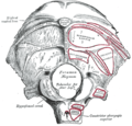 Insertion du muscle oblique supérieur sur la face externe de l'osc occipital (obliquus superior)