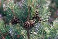 Pinus sylvestris