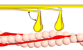 Dwarsverbindingcyclus (crossbridgecyclus) fase 1 - Myosine (geel) bindt aan actine (roze) op troponineplaats onder opname van Ca2+-ionen. De aangeduide hoek is ongeveer 90°.