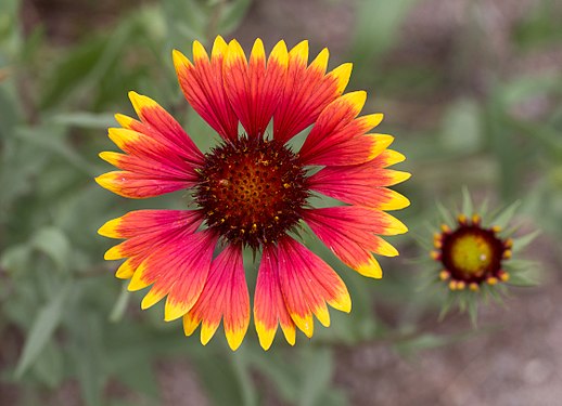 Gaillardia pulchella (firewheel) in Aspen, Colorado (created and nominated by Rhododendrites)