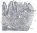 <!Section of mucous membrane of human stomach, near the cardiac orifice. X 45.>