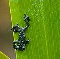 Exemplar de rã-negra-do-roraima