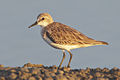 Red-necked stint