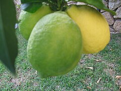 Green and yellow lemons in growth.