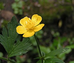 Ložņu gundega (Ranunculus repens)