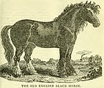 Sire, étalon Old English Black, d'après une gravure du Farmers' Cabinet en 1841.