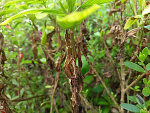 Matured fruits of Madagascar Periwinkle