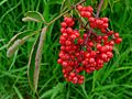 Plodovi Sambucus racemose var. arborescens