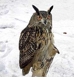 Didysis apuokas (Bubo bubo)