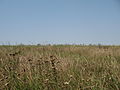 Steppe vegetation in the Burnazului Plain