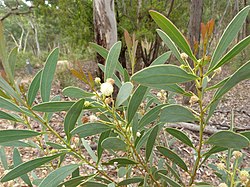 Acacia penninervis.