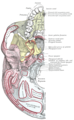 Base du crâne. Surface inférieure. Les attaches musculaires sont représentées par des cercles rouges.