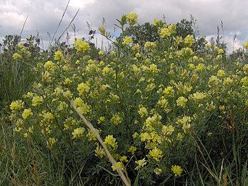 Yellow flowers