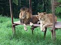 Lions from the Matecaña Zoo