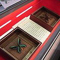 Ornithoptera alexandrae アレキサンドラトリバネアゲハ