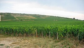 Vineyards of Nuits-Saint-Georges