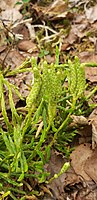 Sporenaren van de vlakke wolfsklauw (Diphasiastrum complanatum)