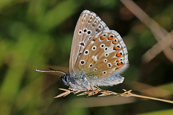 Adonis blue butterfly (Polyommatus bellargus)