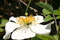 Rosa arvensis