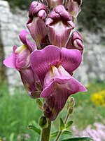 Gemaskerde bloem (grote leeuwenbek)