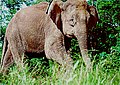 Elephas maximus borneensis