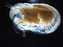 Un ostracode de la famille des Cylindroleberididae (ordre des Myodocopida)