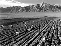 Plaaswerkers in Mazanar War Relocation Center, met Mt. Williamson in die agtergrond