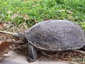 Kaspische Bachschildkröte