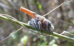 Madegassische Laternenträger (Zanna madagascariensis)