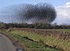 Flocking starlings