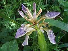 Iris fétide.