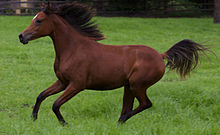 Cheval marron et noir vu de profil galopant dans un pré.