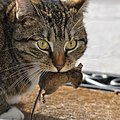 Image 30A domestic cat with its prey, a deermouse (from Cat)