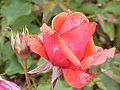 Duftwolke, eine der ausgezeichneten Rosen im Park