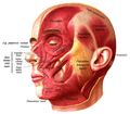 Image 4An image showing the underlying muscles of the face.