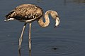 Un esemplare giovane al Ghadira Nature Reserve, Malta