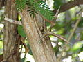 Acacia collinsii Bark