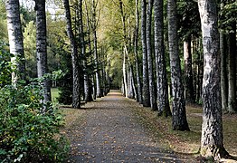 Allée bordée de bouleaux.