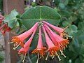 Lonicera × brownii 'Dropmore Scarlet'