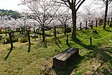 摂津峡桜広場