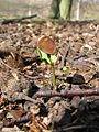 Beech seedling