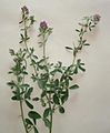 Medicago sativa