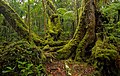 Image 6Antarctic beech old growth in Lamington National Park, Queensland, Australia (from Old-growth forest)