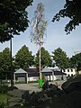 Birke als Maibaum in Köln-Poll