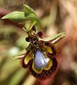 Ophrys speculum