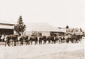 Image 44A bullock team hauling wool in Australia (from Transport)