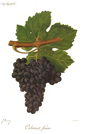 Cabernet franc