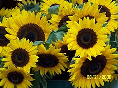 Sunflower - Helianthus annuus